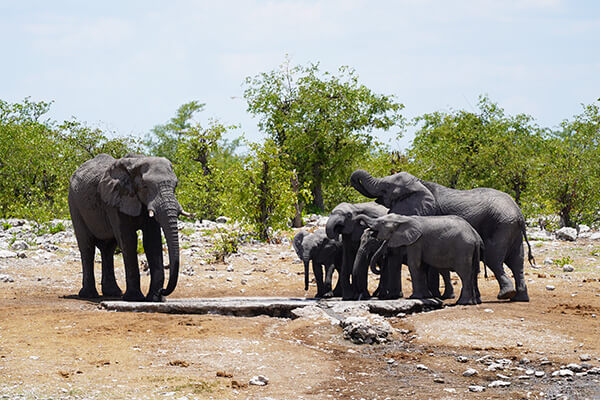 Elefants gathering at a man-made waterhole
