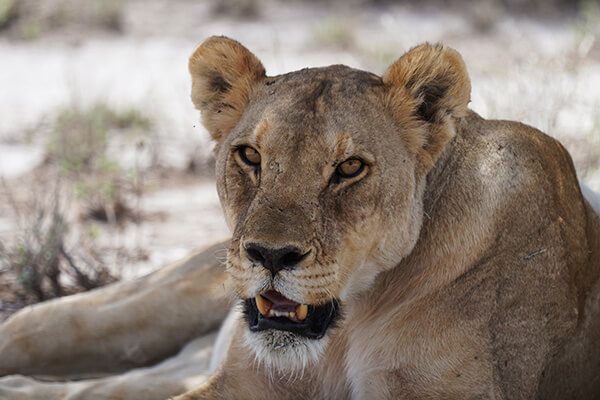 We were very lucky to get to see lions