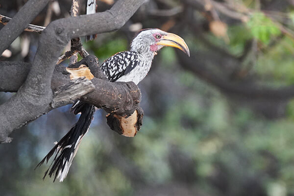A paradise for birdwatchers