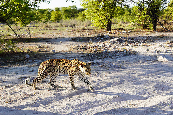 We were lucky to spot a leopard