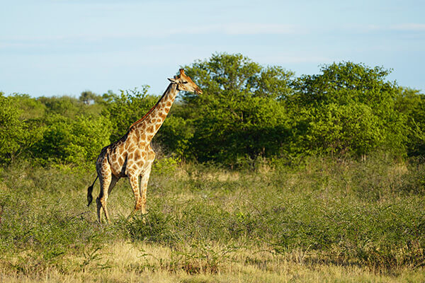 We’ve seen lots of giraffes every day