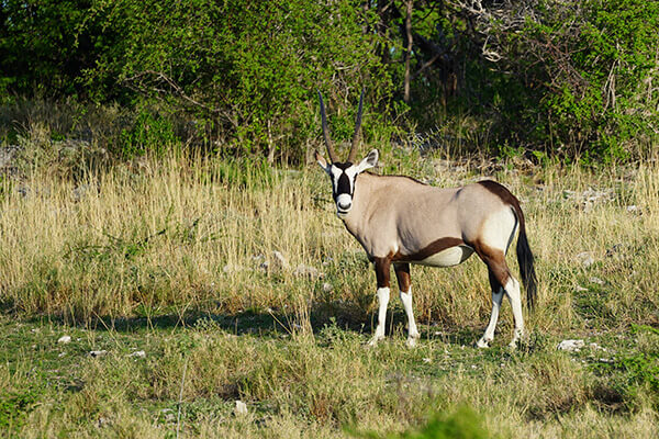 Oryx