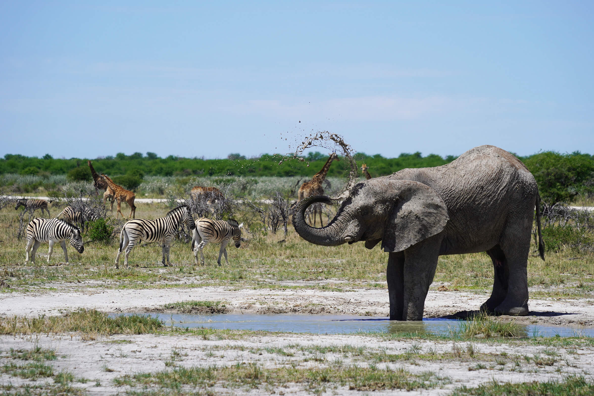 Elephant covering itself with mud